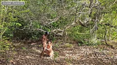 Redare Întâlnire interrazială în aer liber în pădure: Eliane Furacao o ia pe toate