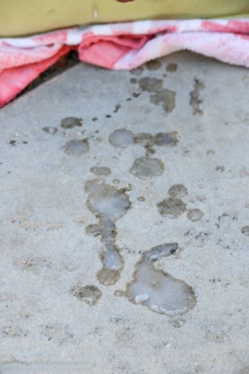 Bintang porno Domino Presley